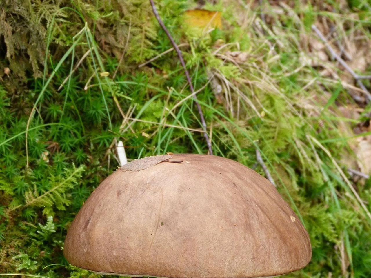 বর্ষাকালে রাস্তার পাশে তাজা ফসল